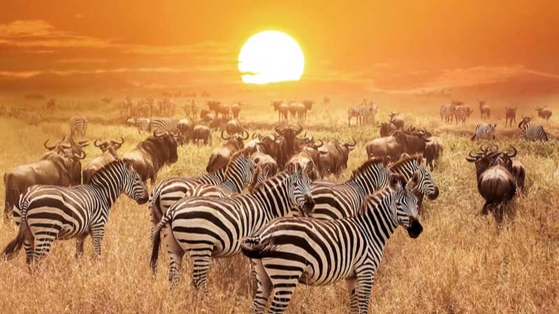 Understanding daily life, traditions, and values that have shaped the Maasai community for generations.